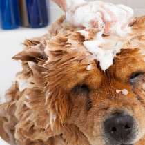 Dog Rehabilitation Hobart