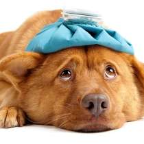 Dog Rehabilitation Sydney