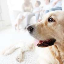Dog Trainer Hobart