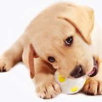 Puppy School Sydney
